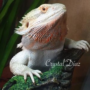 Meet your Posher, Crystal